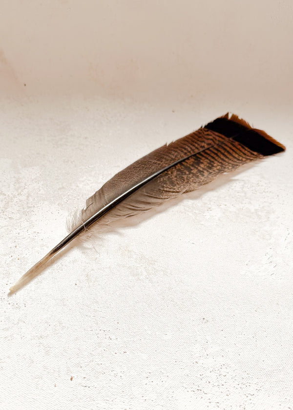 Feather - Turkey Tail