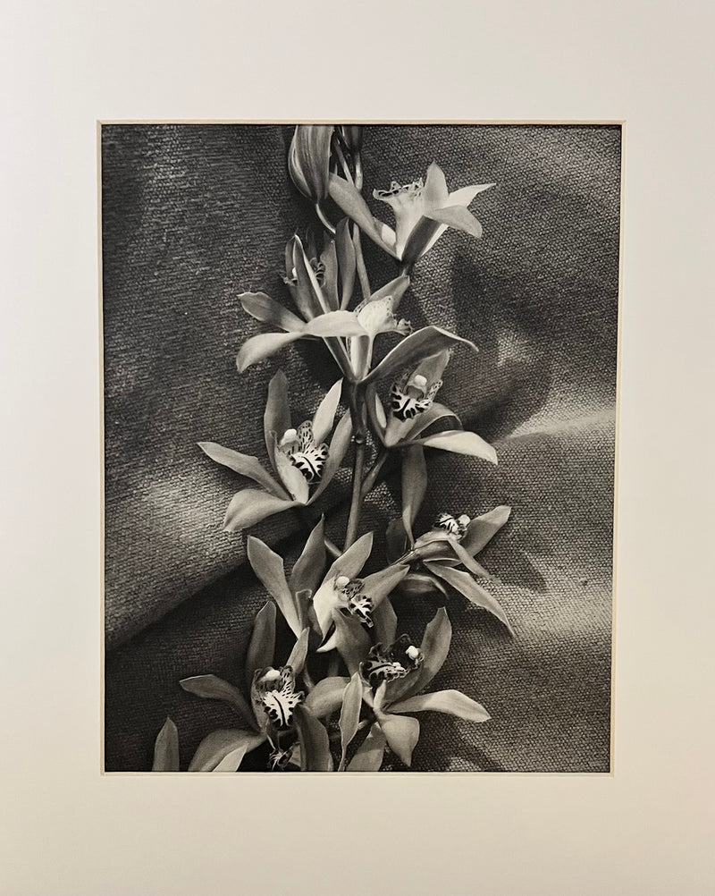 "Black and White Orchids" by Evan Margot Fischer
