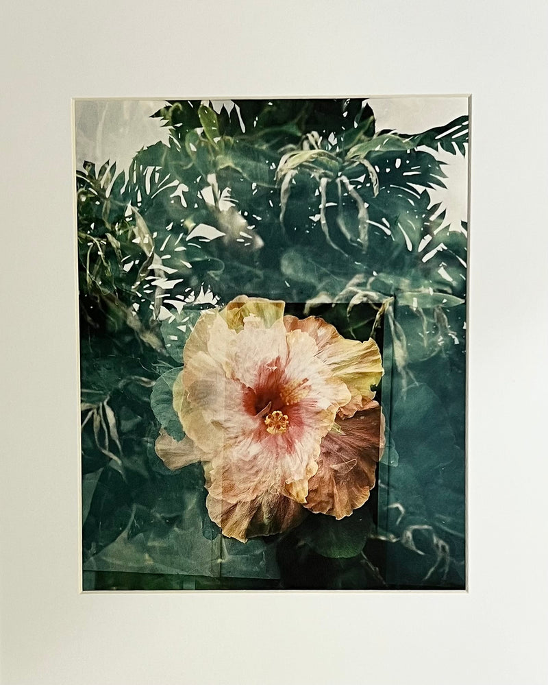"Hybrid Hibiscus" by Evan Margot Fischer