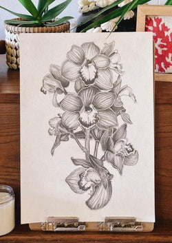 Cymbidium Drawing Giclee