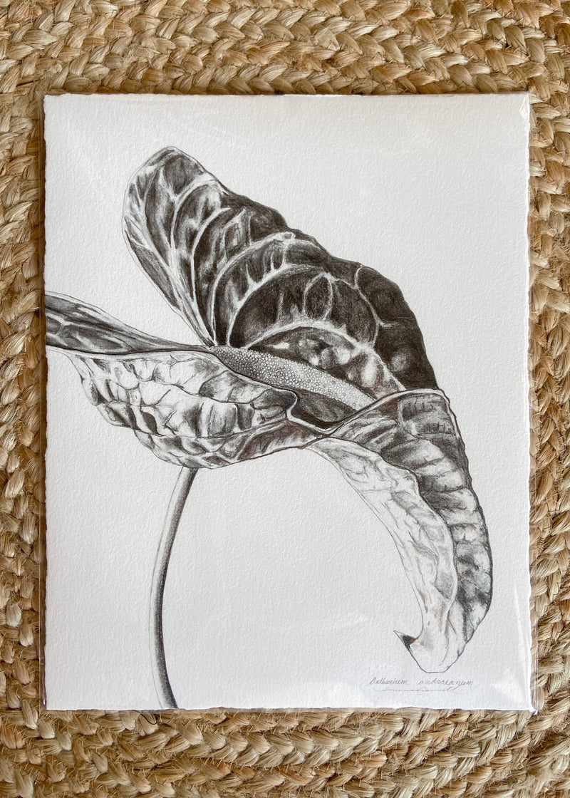 Anthurium 2 Drawing Giclee