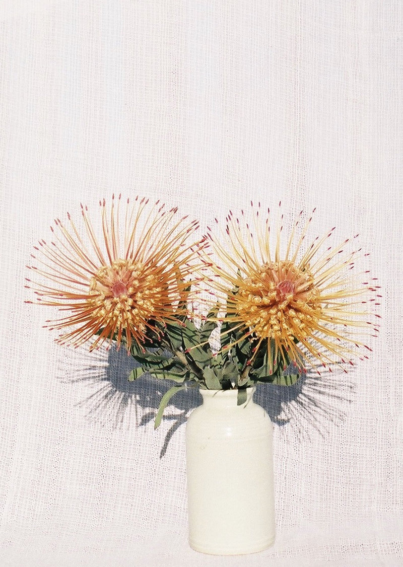 "Protea Portrait" by Evan Margot Fischer