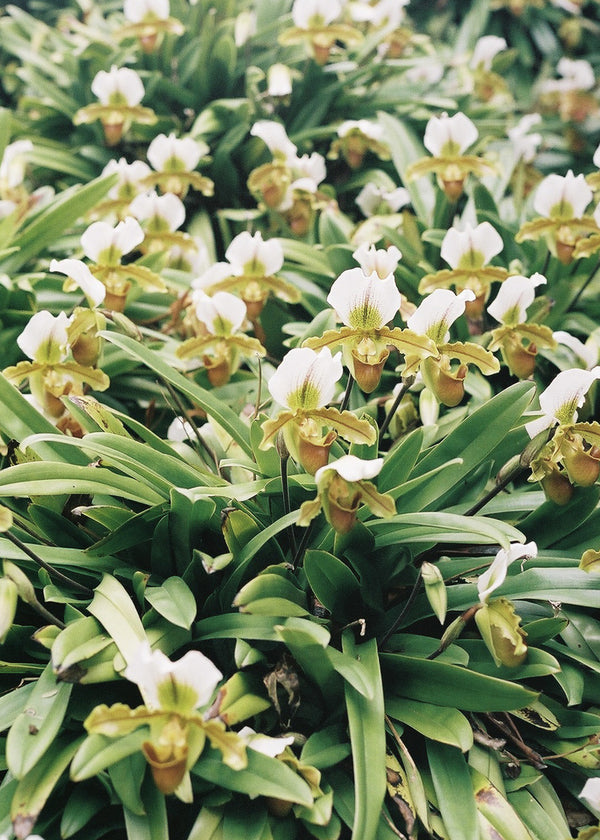 "Lady Slipper" by Evan Margot Fischer