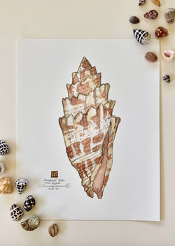 Pontifical Mitre Shell - Giclee